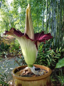 Corpse Seeds (Amorphophallus titanum) for growers filling out the Tropical Botanical Garden