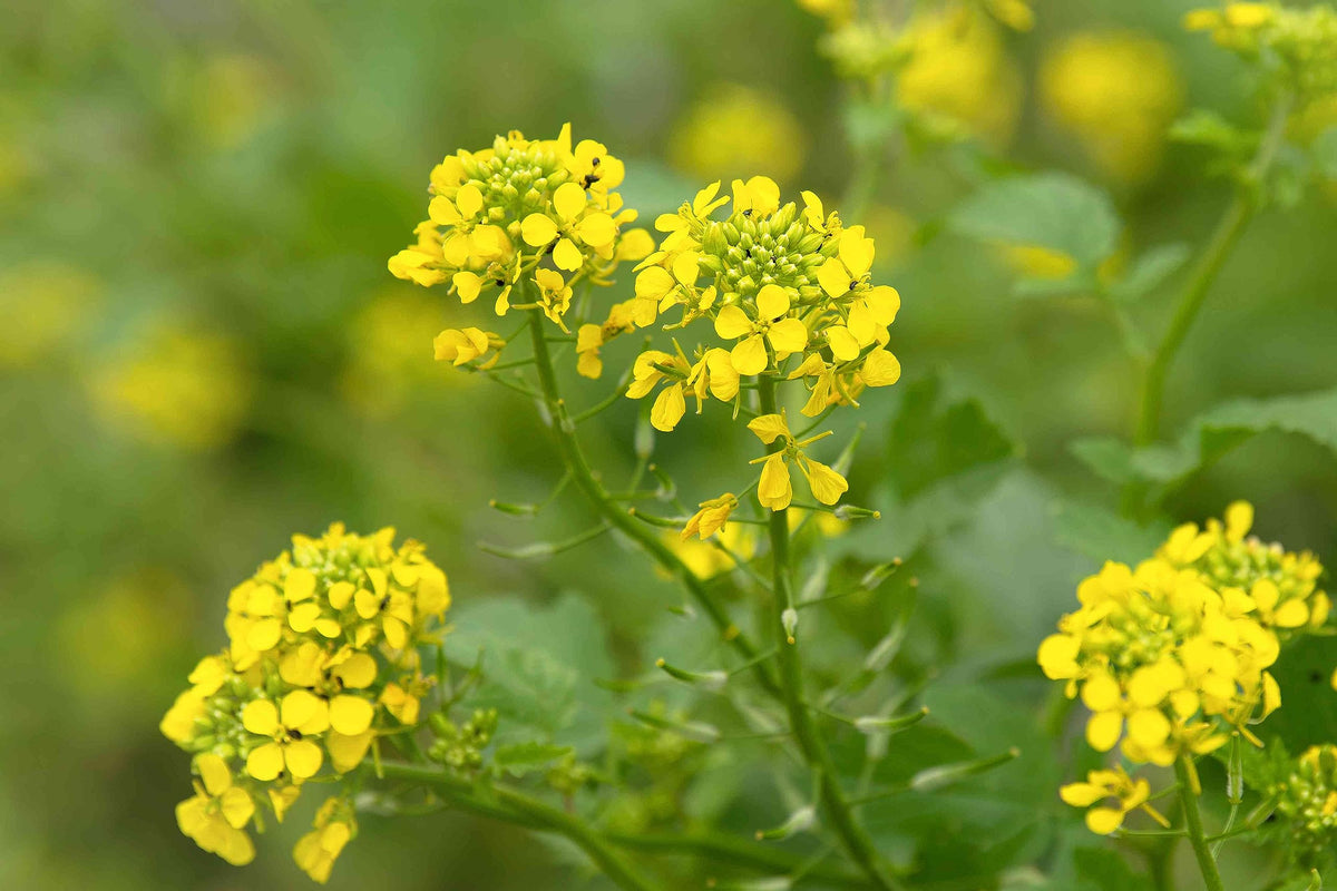 Mustard seed flowers (Brassica spp.) for planting in garden pots