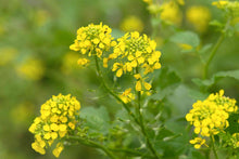 Mustard seed flowers (Brassica spp.) for planting in garden pots