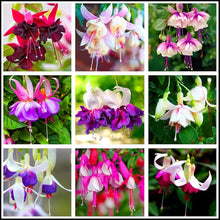 Fuchsia Seeds (Fuchsia hybrida) for a lasting display in the hanging baskets and patio garden planting