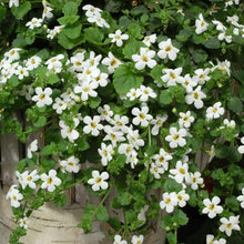 Hanging Bacopa Sutera cordata flower seeds