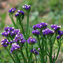 Purple Attraction Statice Seeds (Limonium sinuatum) for seasonal color across the Flower Bed & Urban Garden