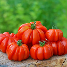Costoluto Fiorentino Tomato Seeds for growers stocking a kitchen garden