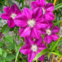 Clematis Seeds (Clematis spp.) for colorful blooms in the Flower Bed & Garden