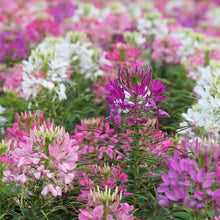Giant Queen Mix Cleome Seeds grown for spider Flowers Perennial Blooms