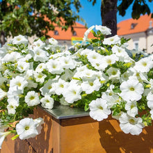 Petunia Easy Wave White Seeds (Petunia hybrida) for colorful blooms in the pots and balcony gardening