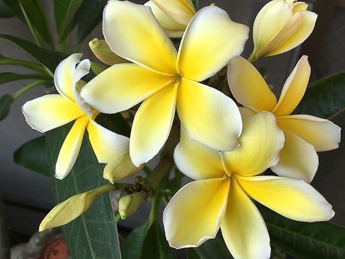 Plumeria Rubra for planting