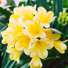 Lily Clivia Seeds for reliable seasonal color