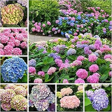 Hydrangea Mixed Flower Hydrangea spp for planting in flower bed