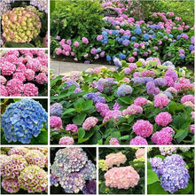 Mixed Hydrangea Flower Hydrangea spp for planting in flower bed