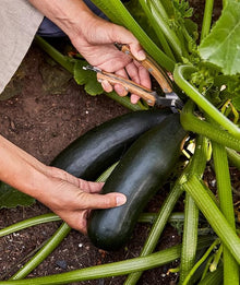 Squash Cucurbita Pepo White Bush Scallop Seeds valued by growers for home Summer Harvest