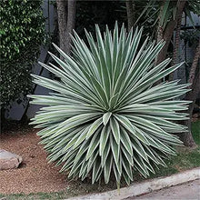 Agave Agave americana succulent seeds for planting in home garden xeriscape or dry climate beds - for planting in home garden