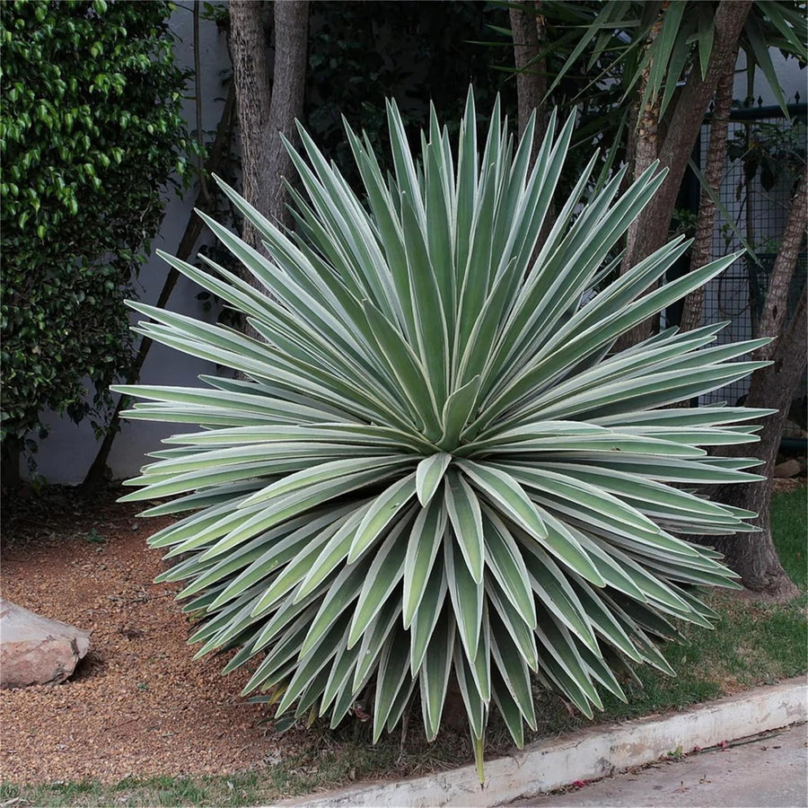 Agave angustifolia – Caribbean agave succulent for planting in dry landscapes