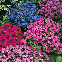 Rock Cress Aubrieta Cascade Purple Flower Plant Seeds for gardeners building out beds and borders
