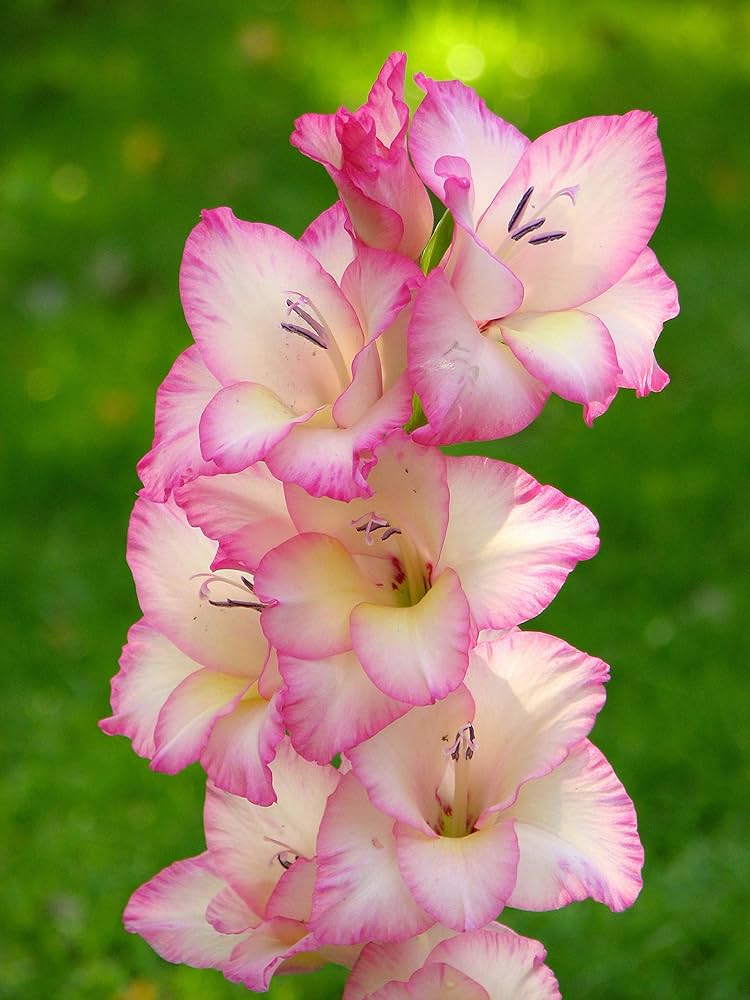 Gladiolus Flower ��������� Gladiolus spp. ��������� for light green garden planting