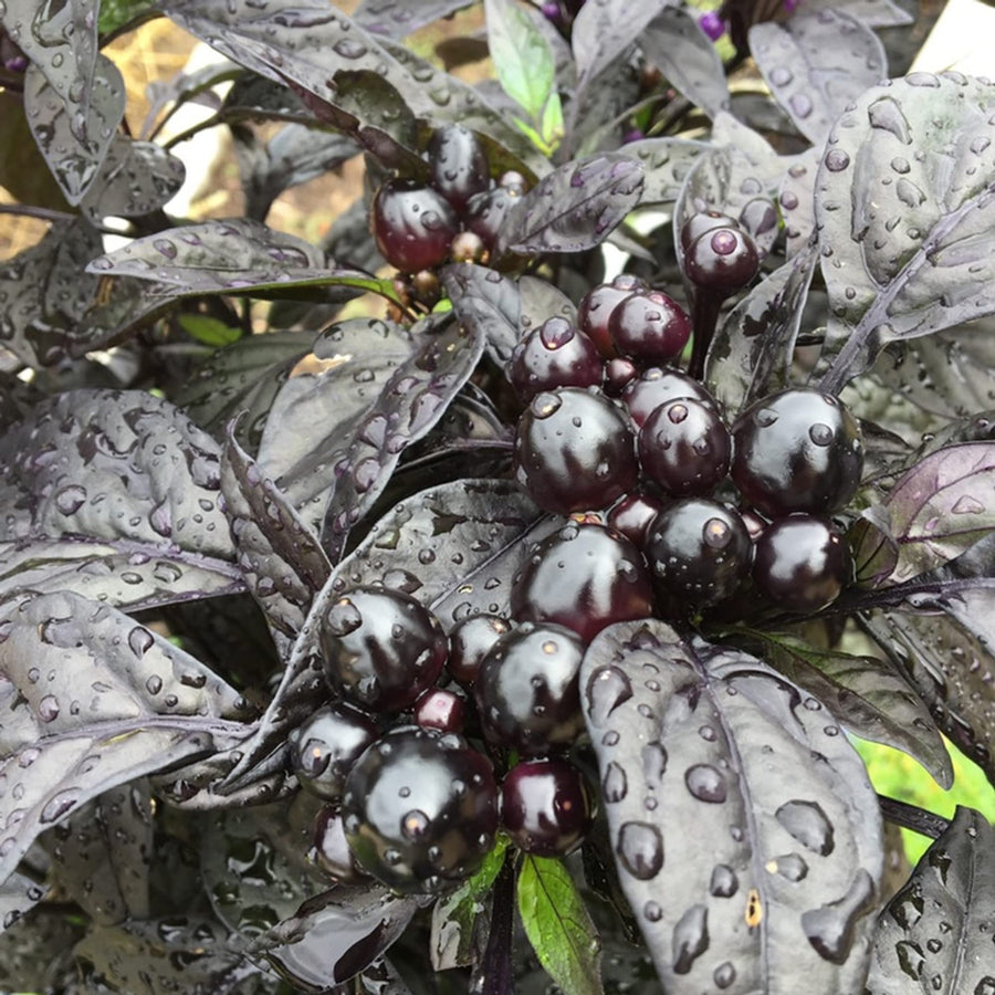 Black Pearl Pepper (Capsicum annuum) for planting in kitchen garden