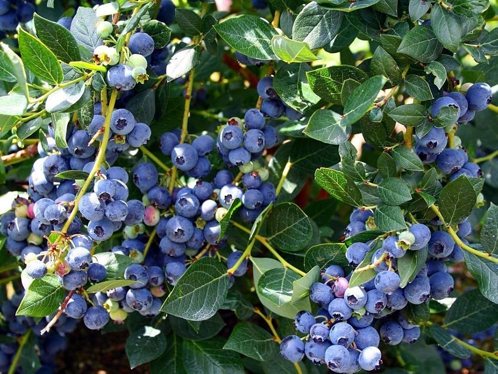 Blueberry Bonsai Tree Seeds for Balcony
