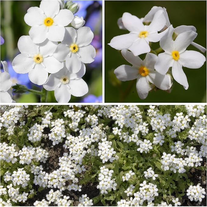 Pure White Heirloom Forget-Me-Not Flower Seeds â€“ Delicate White Blossoms for Cottage Charm