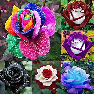 Rose Rosa hybrida colorful flower seeds for planting in backyard vertical garden or decorative beds - for planting in home garden