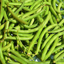 Bush Provider Bean (Phaseolus vulgaris) for planting in home garden