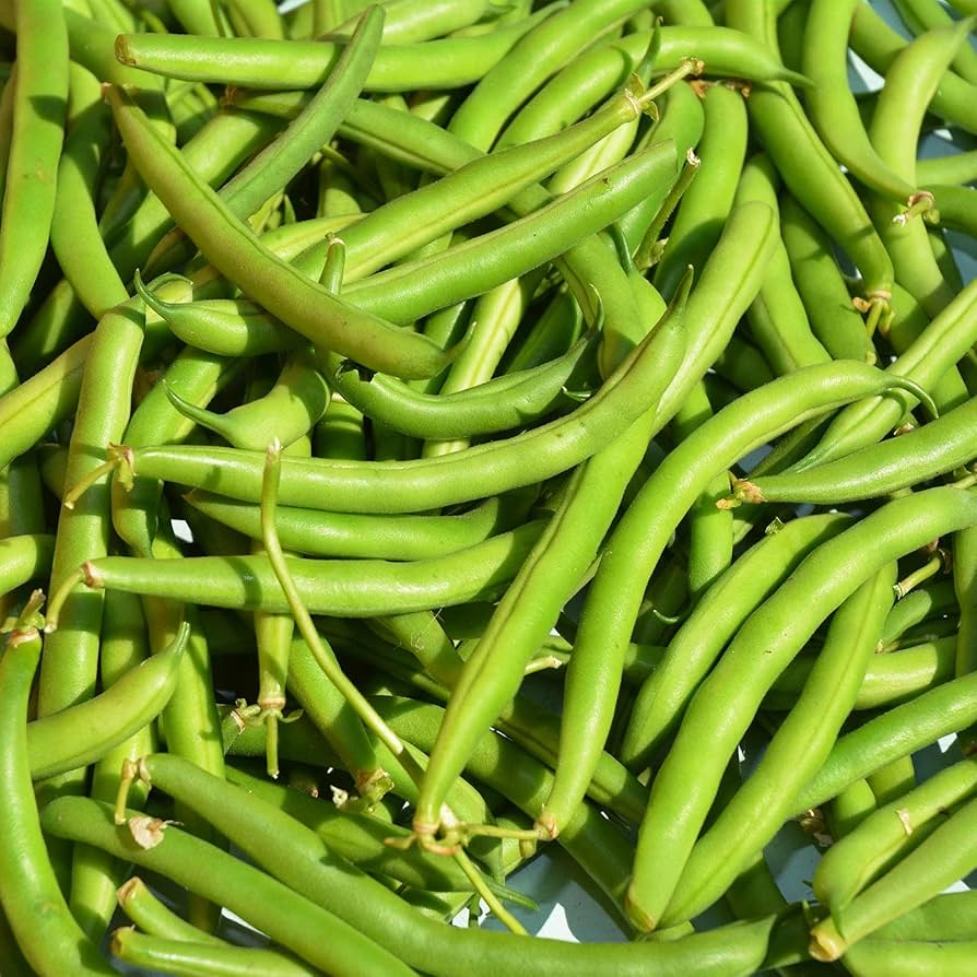Bush Provider Bean (Phaseolus vulgaris) for planting in home garden