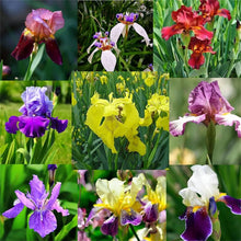 Bonsai Iris Seeds (Iris germanica) for growers establishing the indoor pots and planting