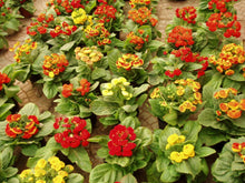 Calceolaria and mixed rose daisy flowers grown from seeds with bright slipper-shaped and daisy-like blooms