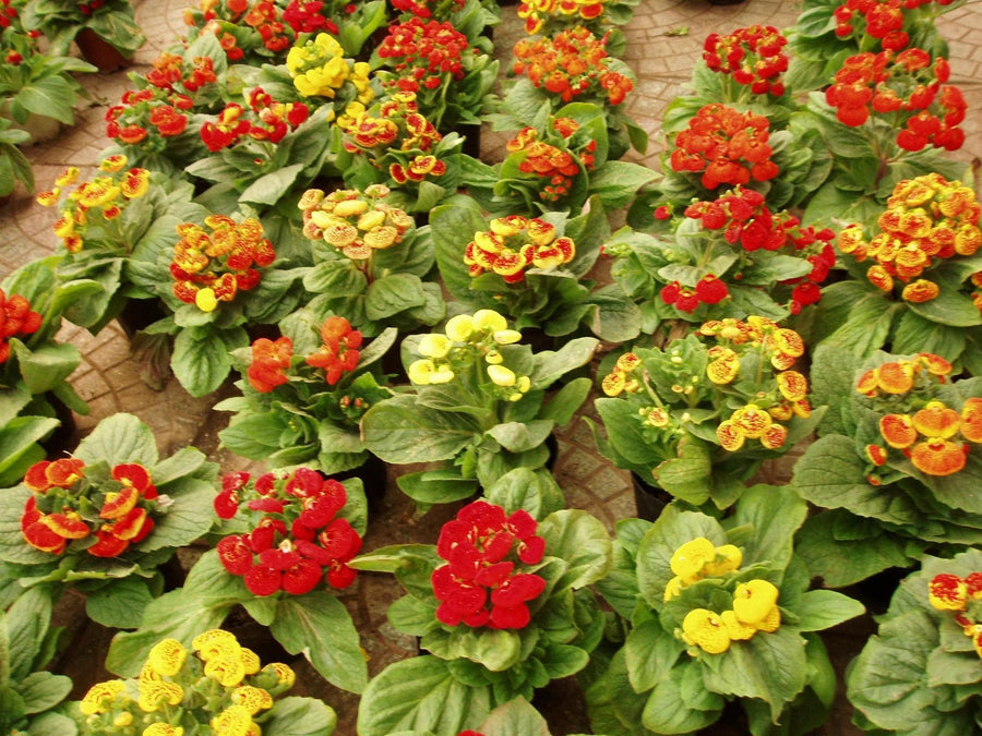 Calceolaria and mixed rose daisy flowers grown from seeds with bright slipper-shaped and daisy-like blooms