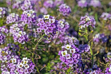 Alyssum Seeds (Lobularia maritima) for colorful blooms in the Flower Bed & Urban Garden