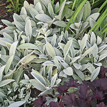 Lamb's Ear Perennial Seeds for reliable seasonal color