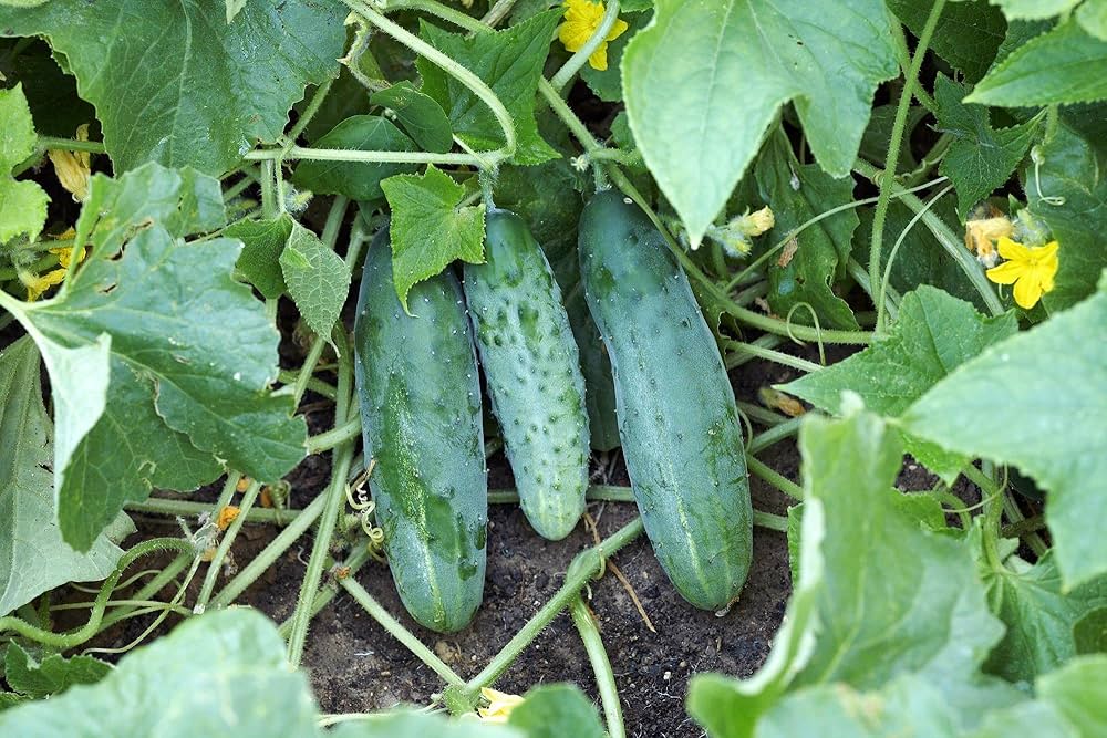Mixed Cucumber Seeds