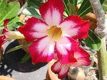 Mixed Desert Rose Seeds (Adenium obesum) for growers filling out the Flower Garden