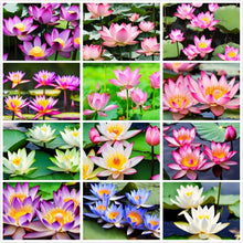 Lily Perfume Bonsai Seeds (Lilium spp.) for long-term planting in the indoor pots or balcony garden