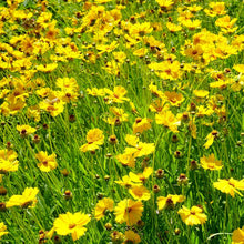 Coreopsis Leavenworth Tickseed Seeds for growers seeking a long-blooming display