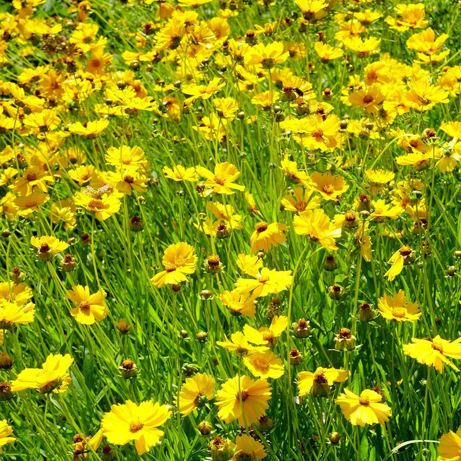 Coreopsis Rosea for planting in flower bed