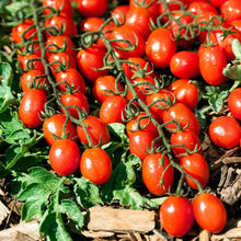 Better Bush VFN Hybrid Tomato Seeds for a reliable harvest in the Container Gardens