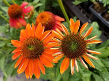 Echinacea Spirit Seeds grown for vibrant Purple Echinacea