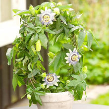 Passiflora Seeds (Passiflora spp.) for a bright addition to the Flower Bed