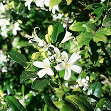 Jasmine Murraya Paniculata Orange Flower Seeds for Planting – Fragrant Blooms for Indoor Pots and Tropical Gardens