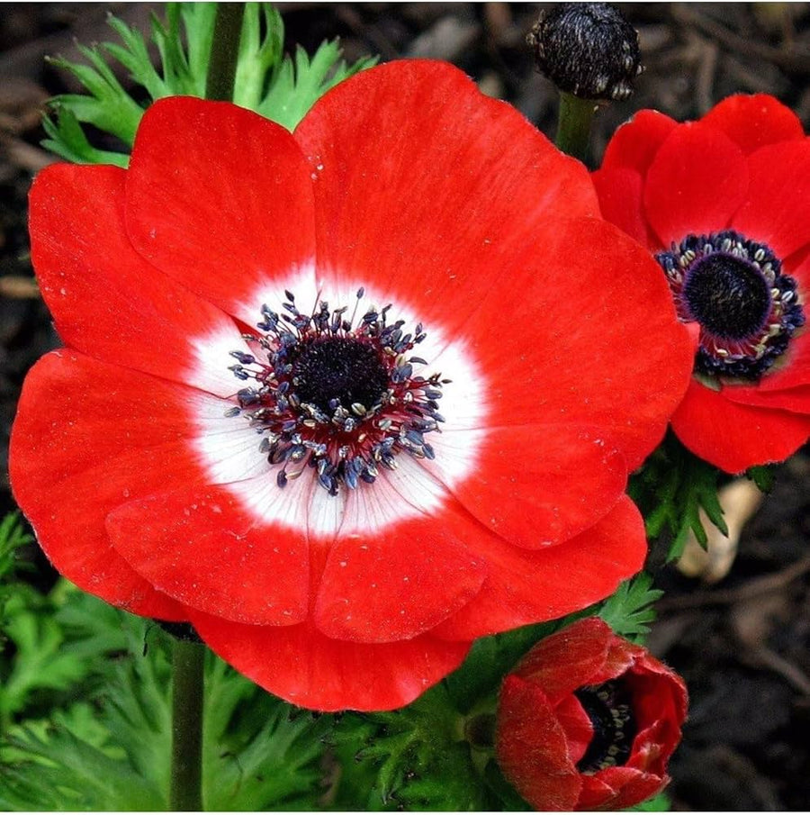 Anemone Seeds (Anemone spp.) for seasonal color across the Flower Bed