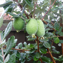 Pineapple Guava Seeds (Feijoa sellowiana) for sweet homegrown fruit in the Edible Garden