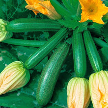 Classic Green Zucchini Seeds for a productive addition to the vegetable patch