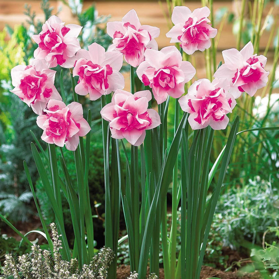 Pink Daffodil seeds (Narcissus spp) for indoor flower planting