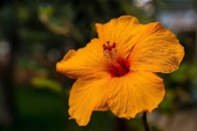 Orange Yellow Hibiscus Seeds (Hibiscus rosa-sinensis) for a homegrown harvest from the decorative flowering garden use