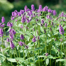 Stachys Officinalis Seeds for seasonal color across the Ornamental Garden Use