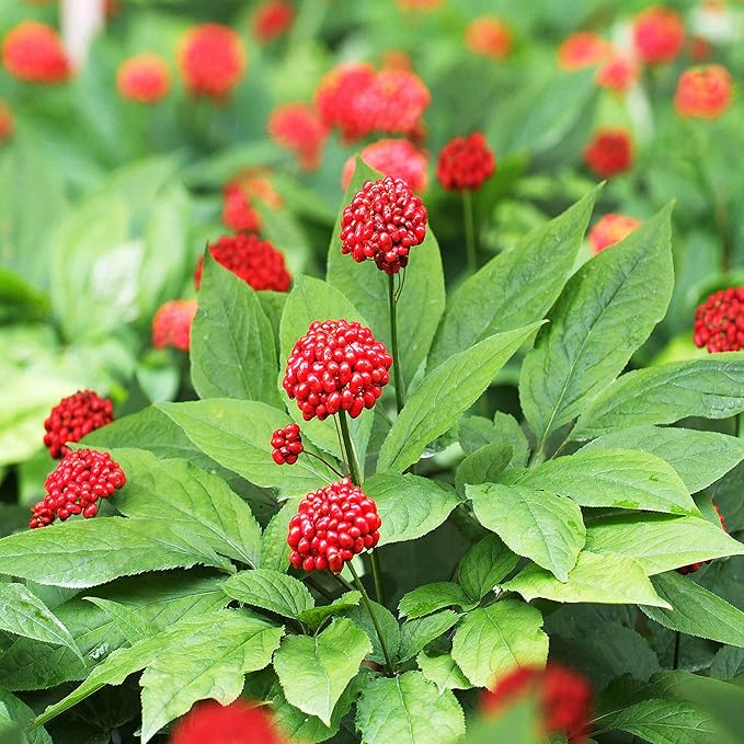 Ginseng Flower (Nsutite Grass) seeds for planting in home garden