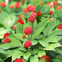 Ginseng Flower (Nsutite Grass) seeds for planting in home garden