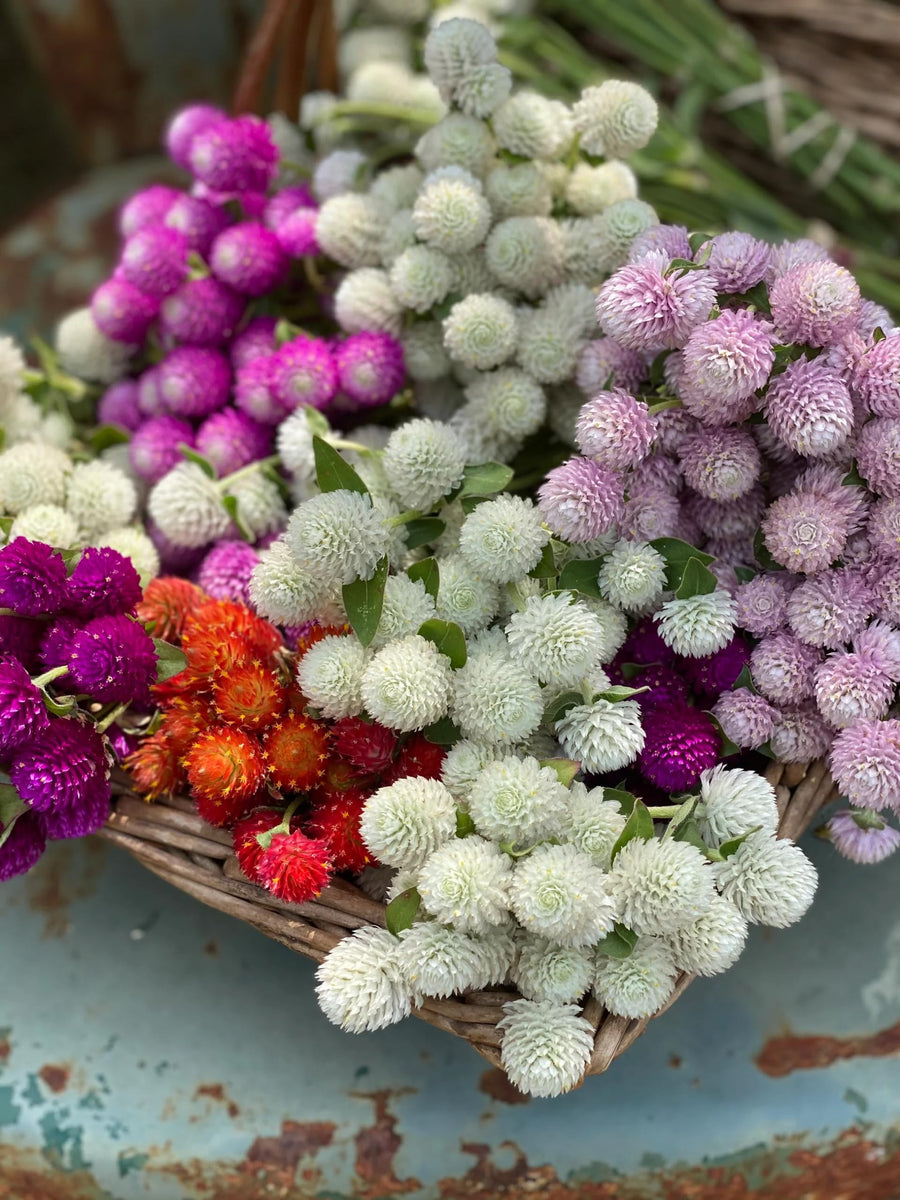 Mixed Color Gomphrena Flower Seeds