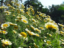Chrysanthemum Seeds (Chrysanthemum spp.) for colorful blooms in the Flower Garden
