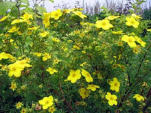 Tormentil Seeds (Potentilla erecta) for a lasting display in the Wildflower Meadow